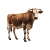 Gau Mata Receives Care and Protection