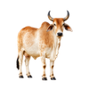Gau Mata Receives Care and Protection