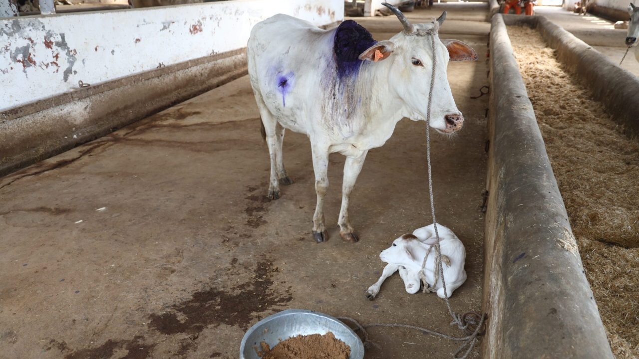 imgi_6_1F2A8350-scaled